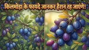 Kilmora(किलमोड़ा) Health Benefits: जानिए इस जंगली फल के जबरदस्त फायदे